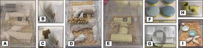 Behavioral effects of environmental enrichment on male and female wistar rats with early life stress experiences